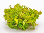 Preview: Schwimm-Wolfsmilch - Phyllanthus fluitans in vitro